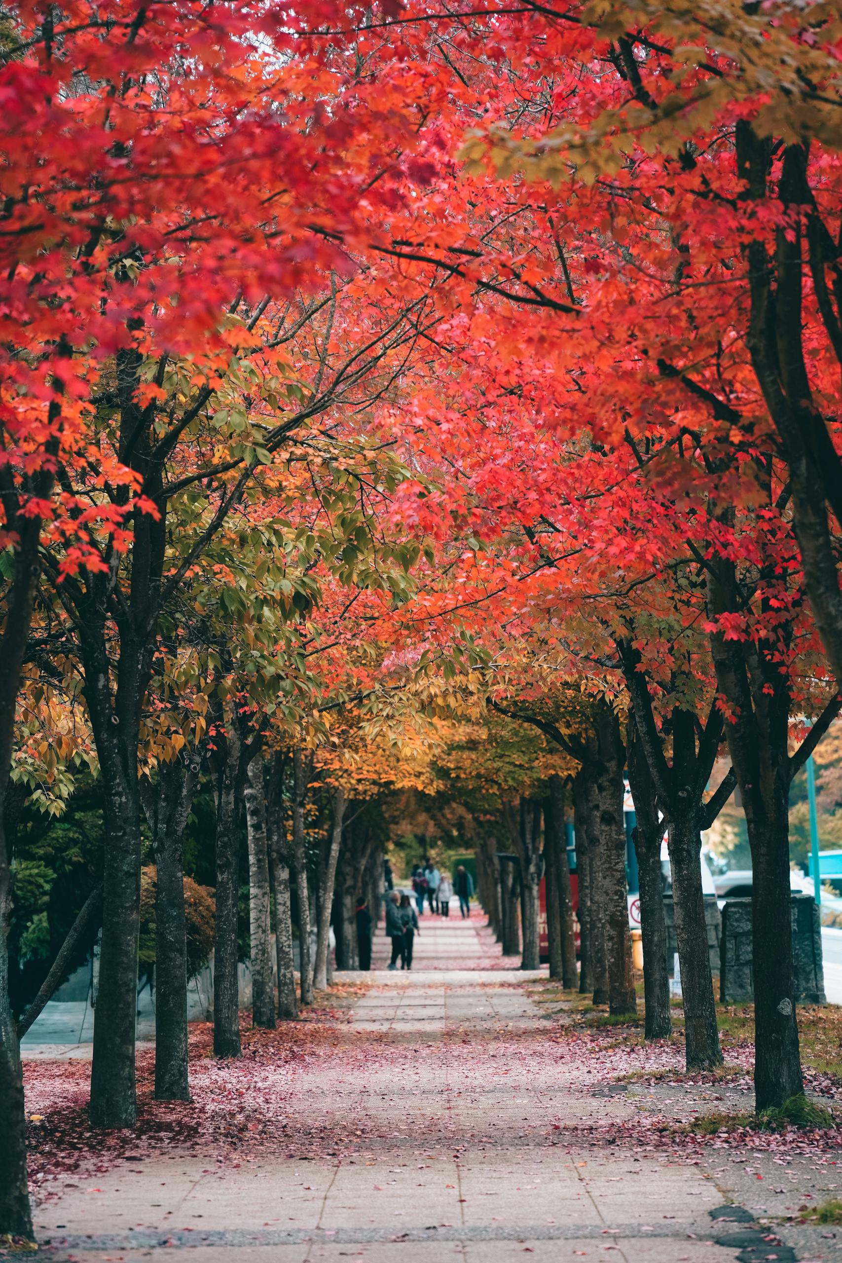 Free autumn activities for families in woodland walk with golden leaves