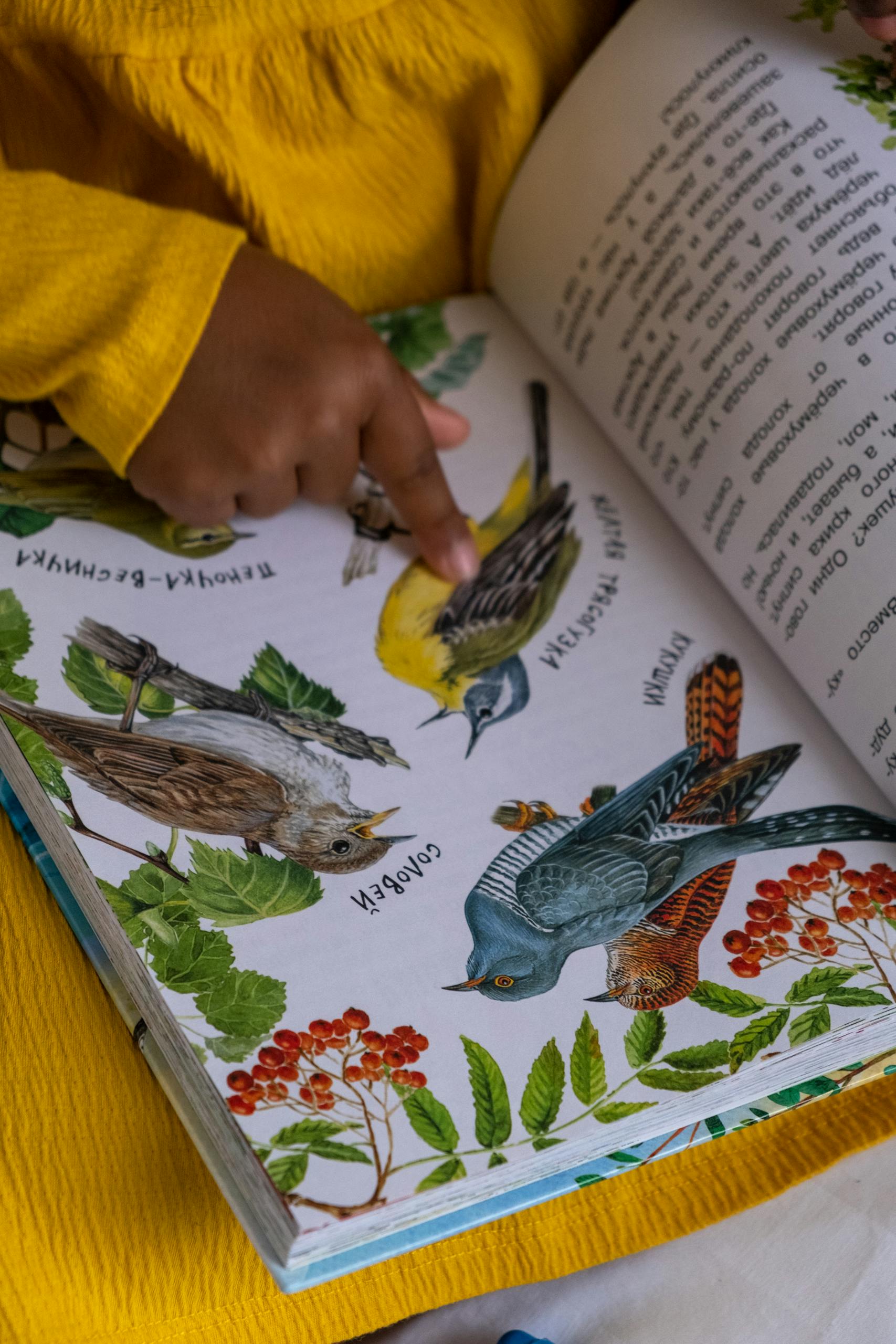 Kid in yellow sweater pointing at a bird in a informative bird watching book.