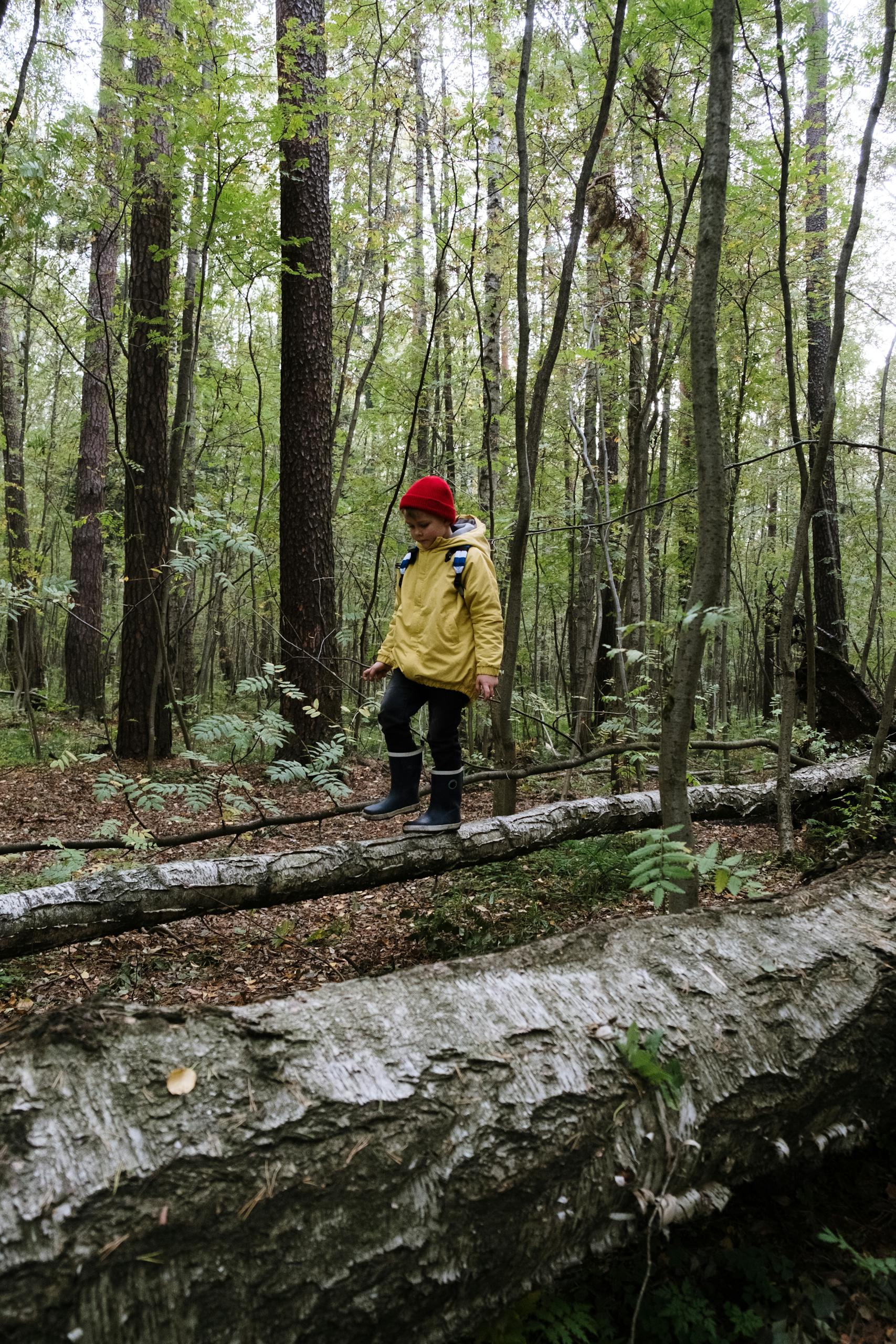 Young boy in yellow rain jacket and red hat walks through woods on a fallen log like a bridge.