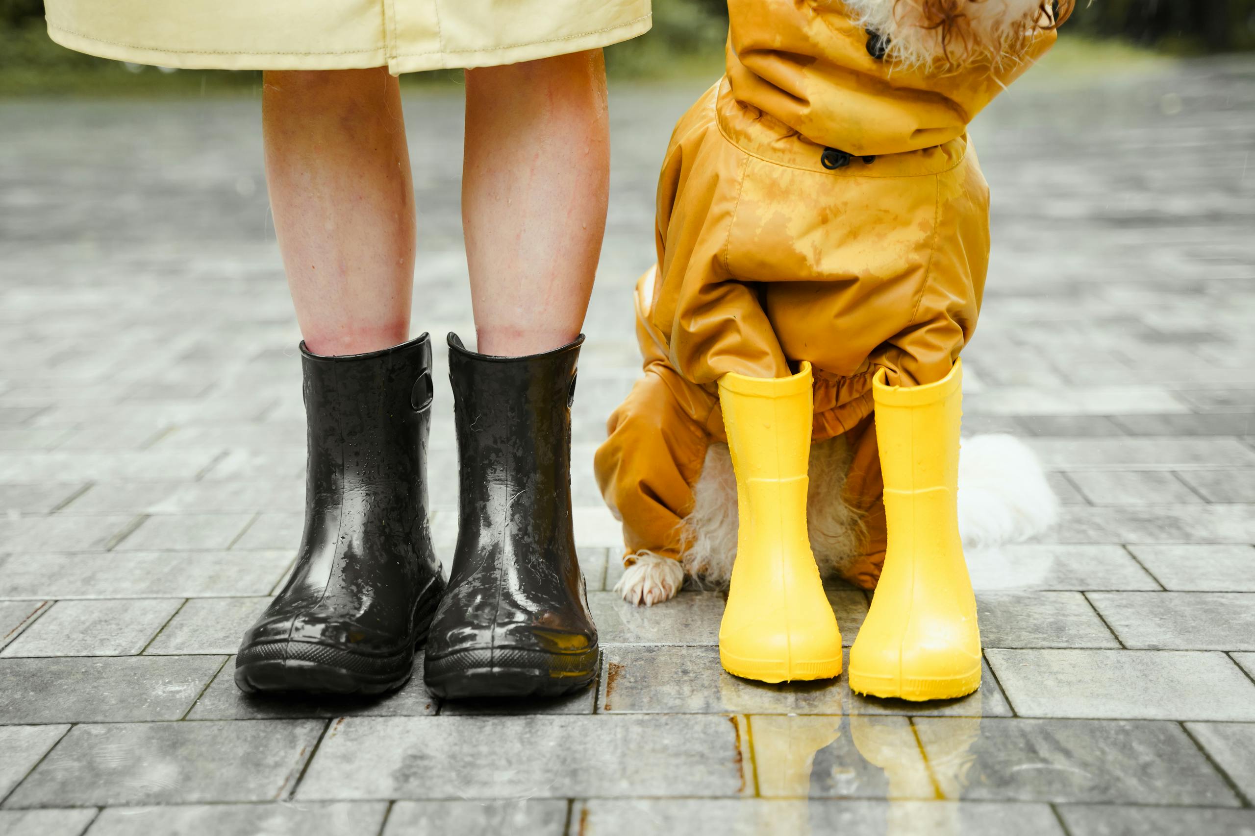 Person and dog standing in rain dressed in wellington boots and yellow rain jackets on a grey day.