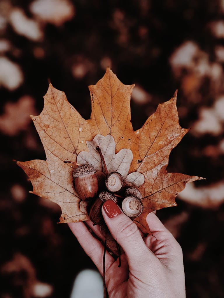 Hand holding autumn leaves and acorns, gathering supplies for Kids DIY wreaths.