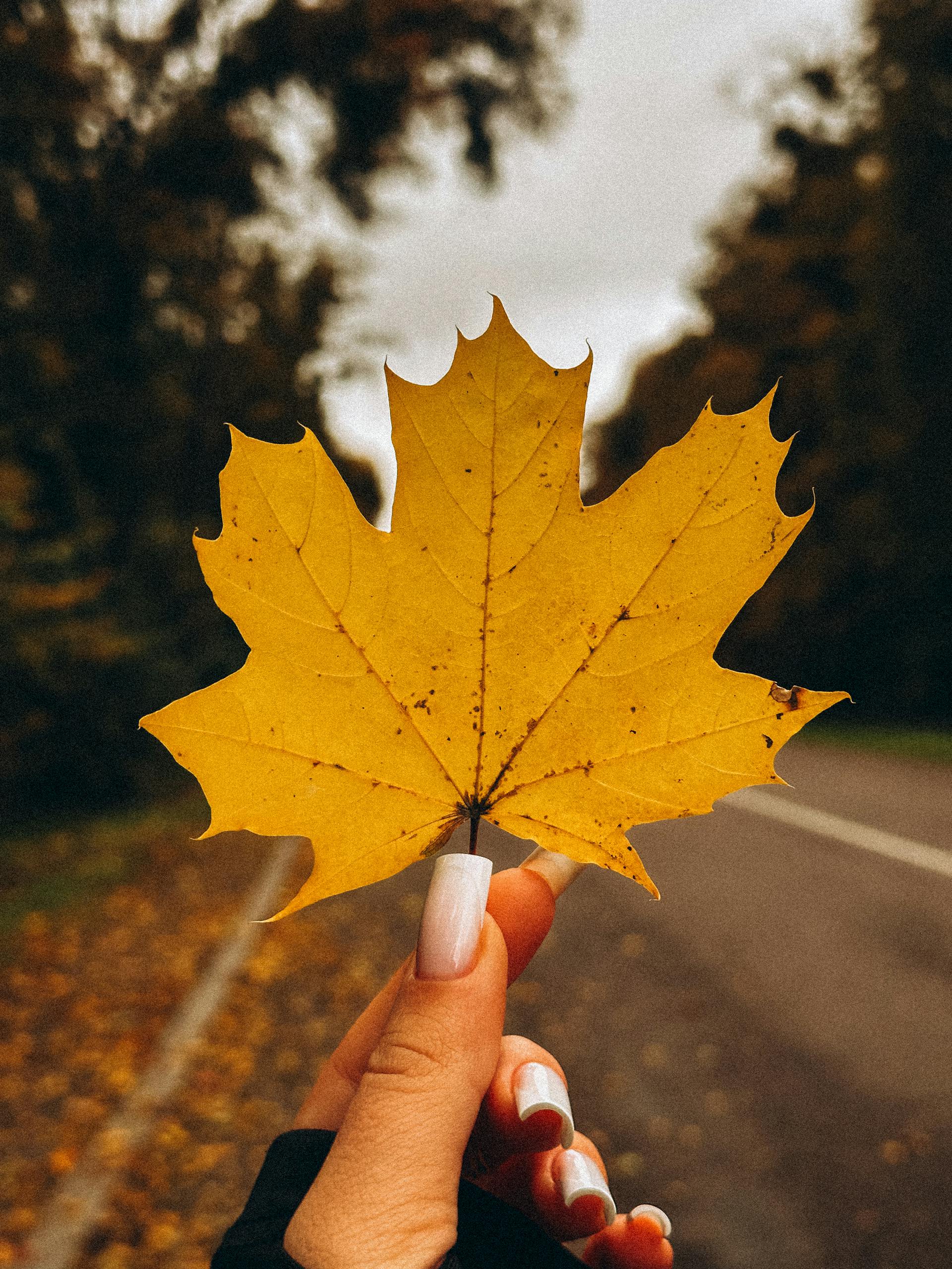 Close-up of a yellow maple leaf held by a hand outdoors, showcasing autumn's beauty.