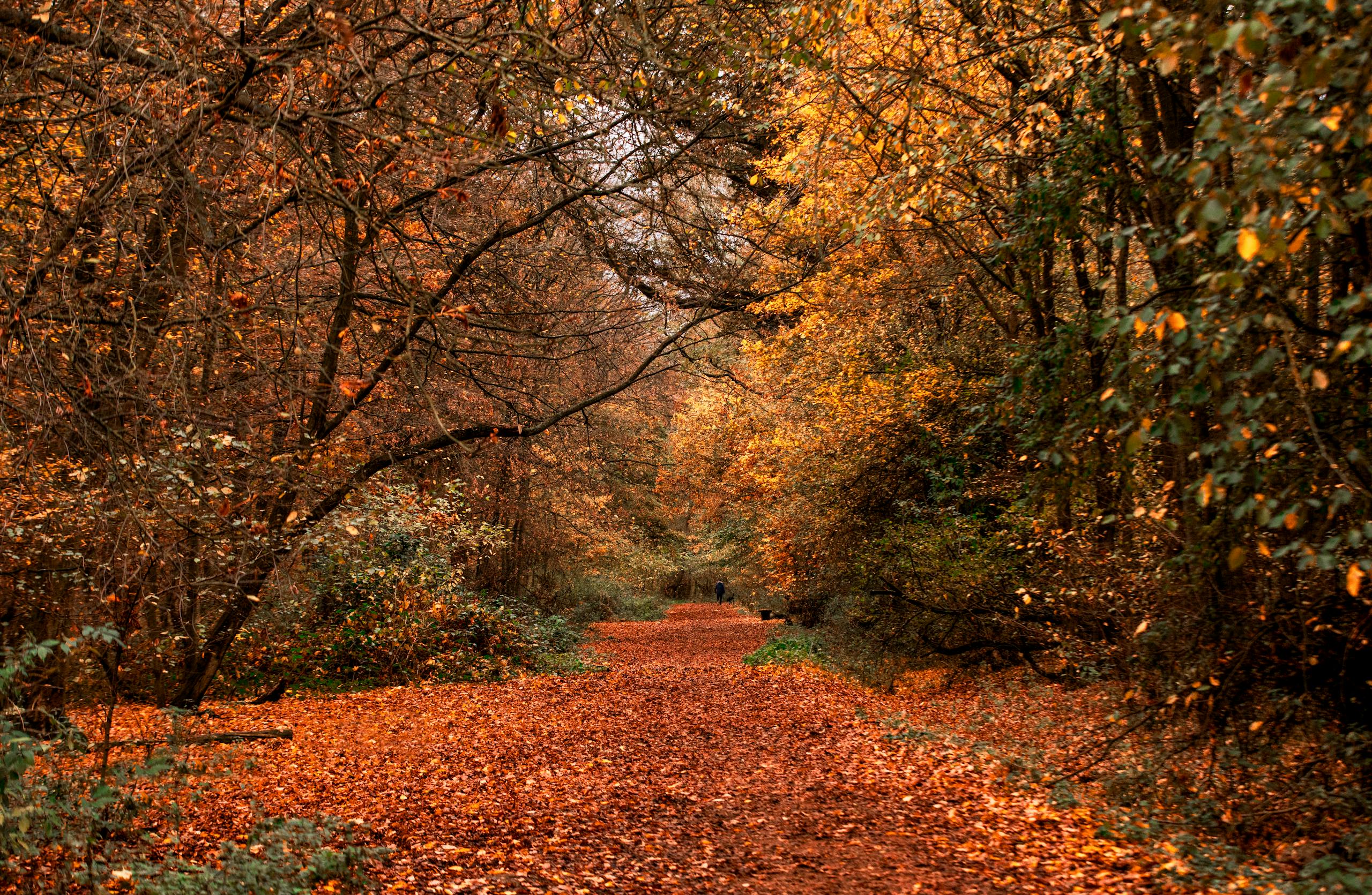 A peaceful autumn forest path in England, showcasing vibrant fall foliage.