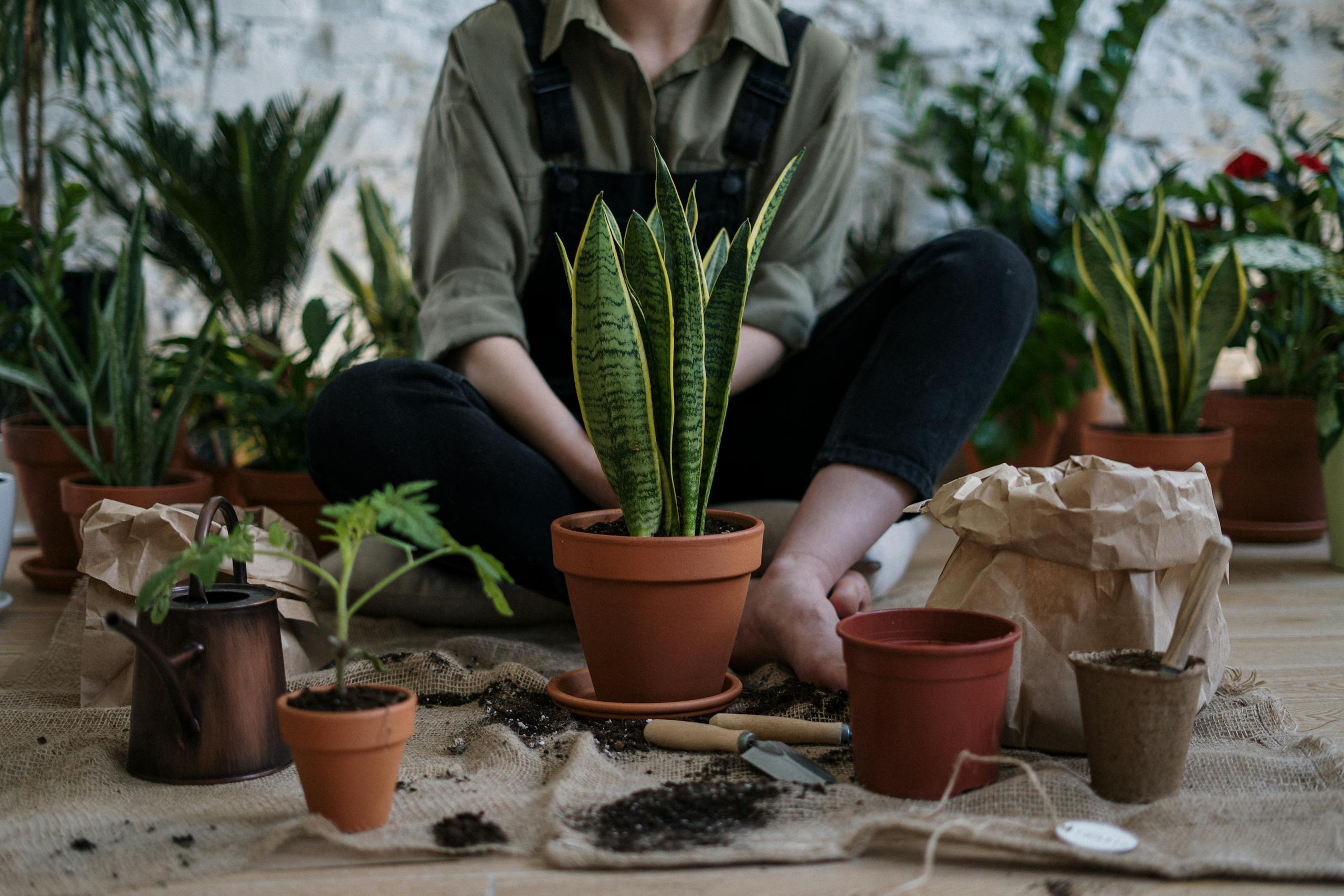 Person planting snake plants in clay pots with tools and dirt covering blanketed ground.