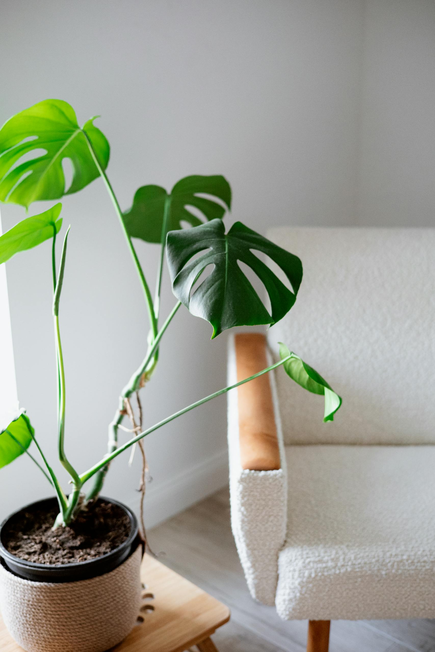 A bright, minimalist interior featuring a Monstera plant and a comfortable chair.