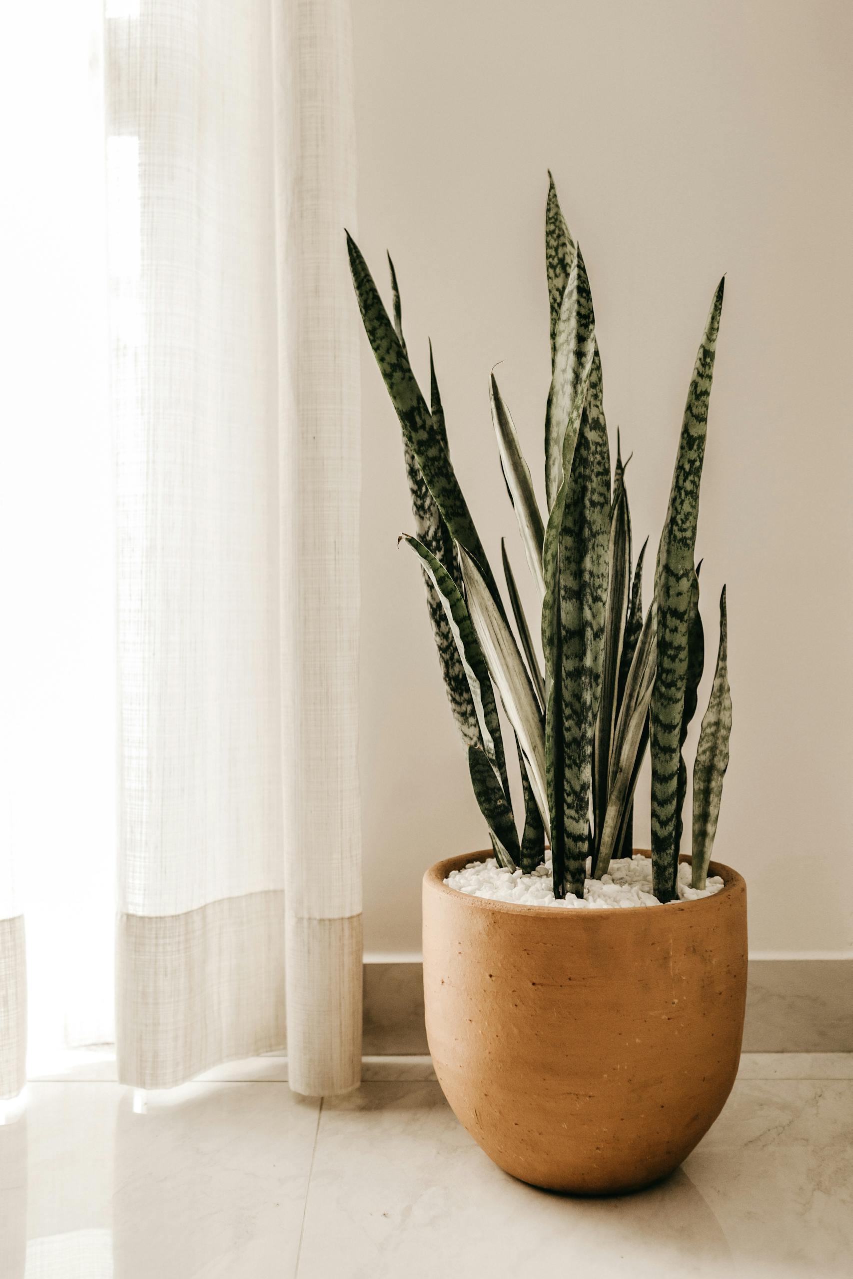 A Sansevieria plant in a terracotta pot beside a sunlit curtain, creating a serene indoor atmosphere.