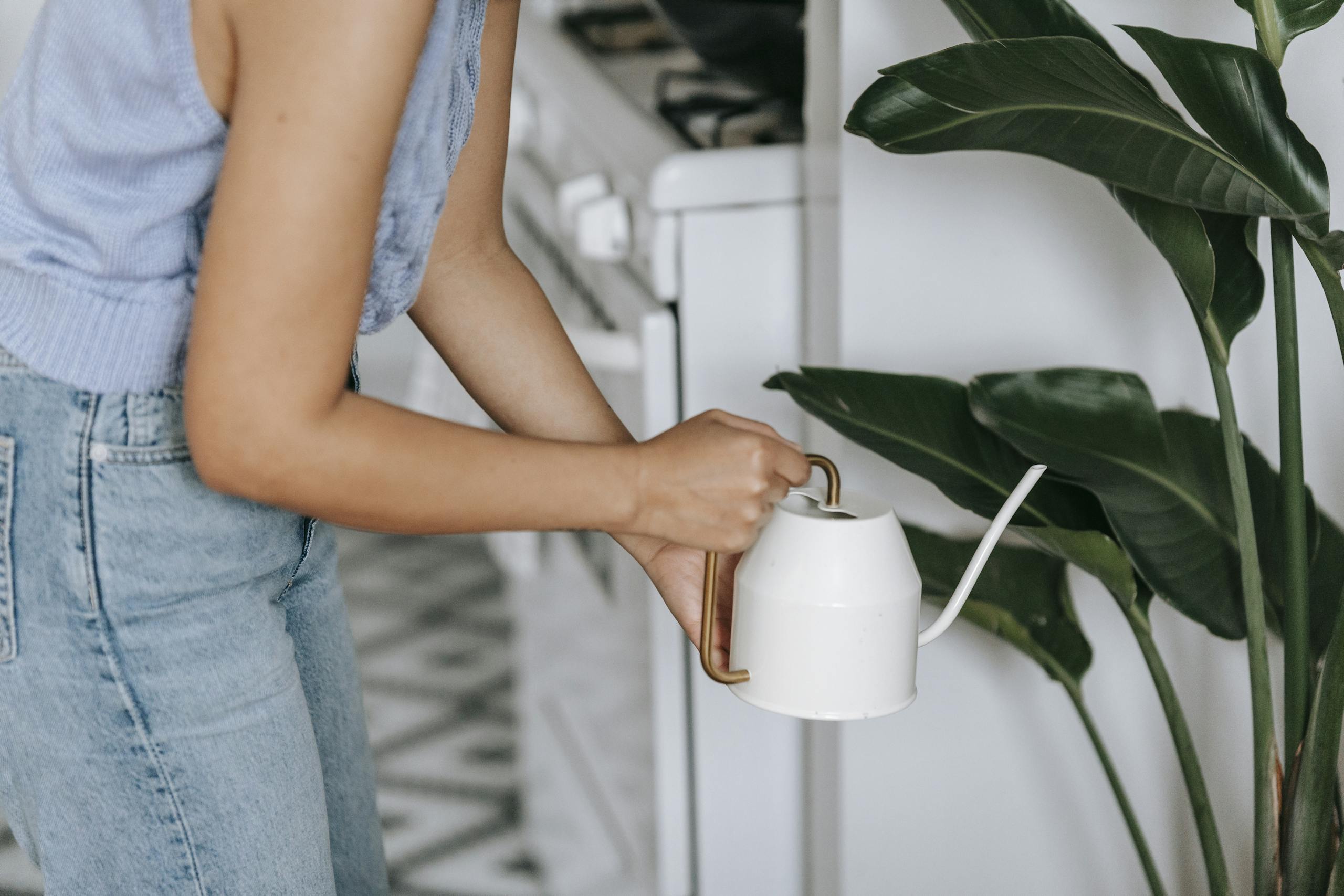 Crop unrecognizable female pouring water from watering can on potted plant with green leaves while standing in room with stove