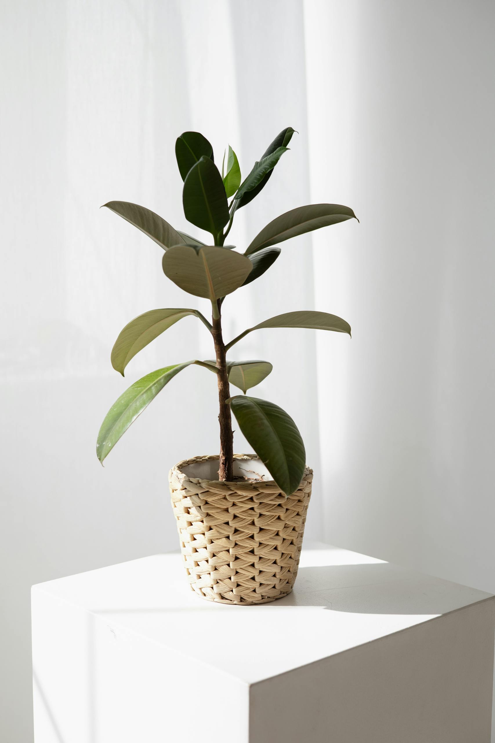 Elegant rubber plant in a wicker basket illuminated by sunlight, perfect for indoor decor.