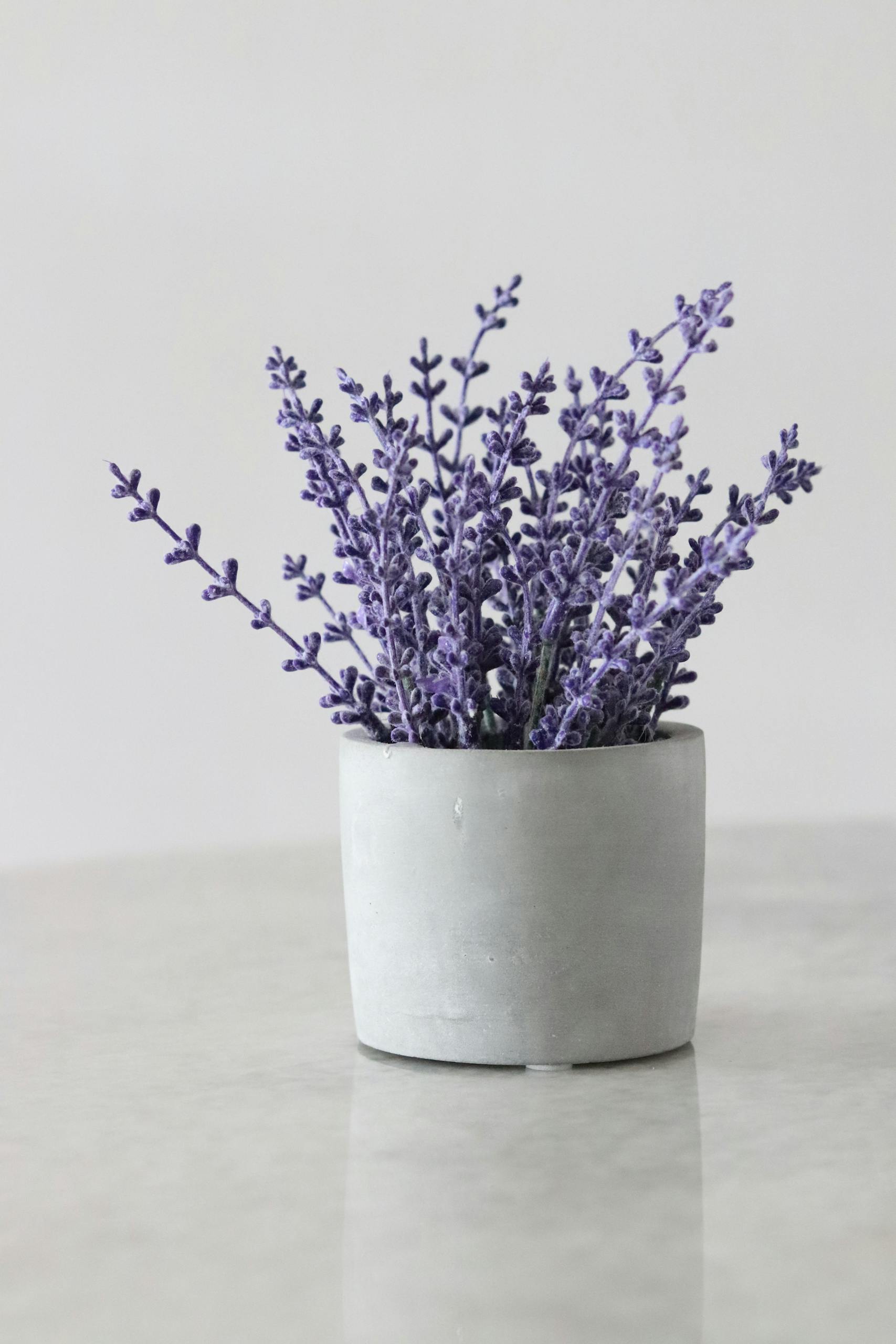 Simple and elegant lavender bouquet in a minimalist white pot.