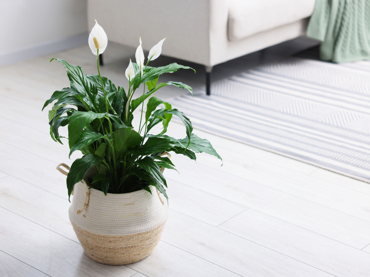 A piece Lily in a pot on a Livingroom floor for a peacfull tranquil vibe