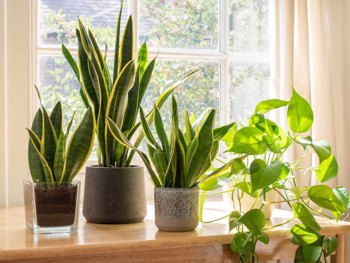 3 snake plants in a window bottom, creating a calm and tranquil vibe at home