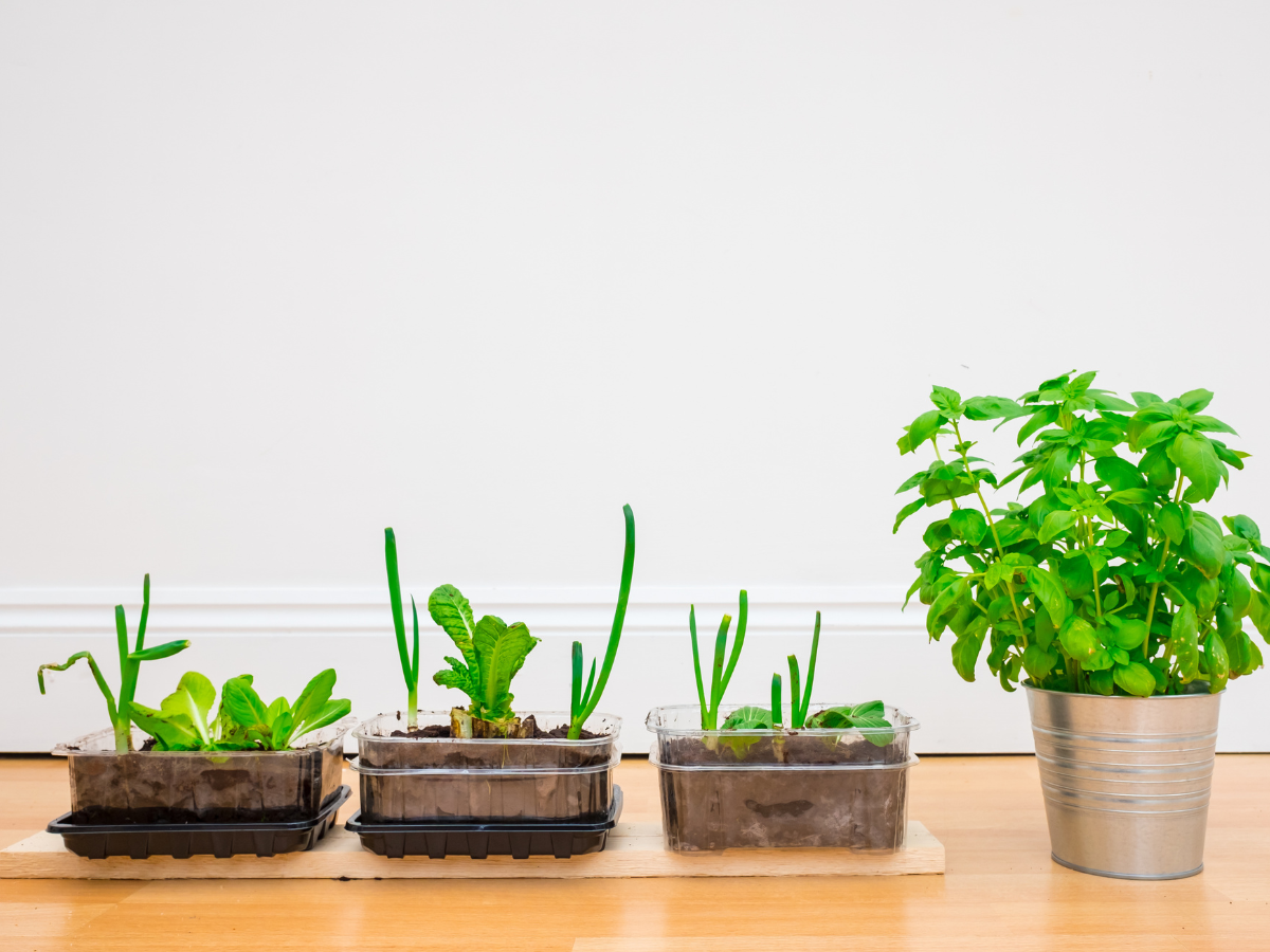 Vibrant variety of herb plant leaves in sunlight growing on a windowsill, ideal for fresh cooking.
