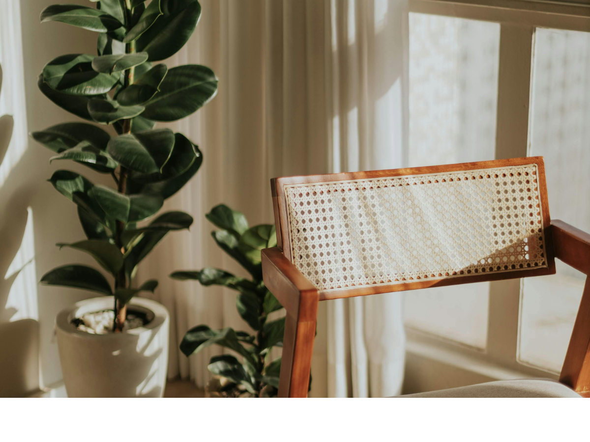A fiddle leaf plant in a living room house next to a chair