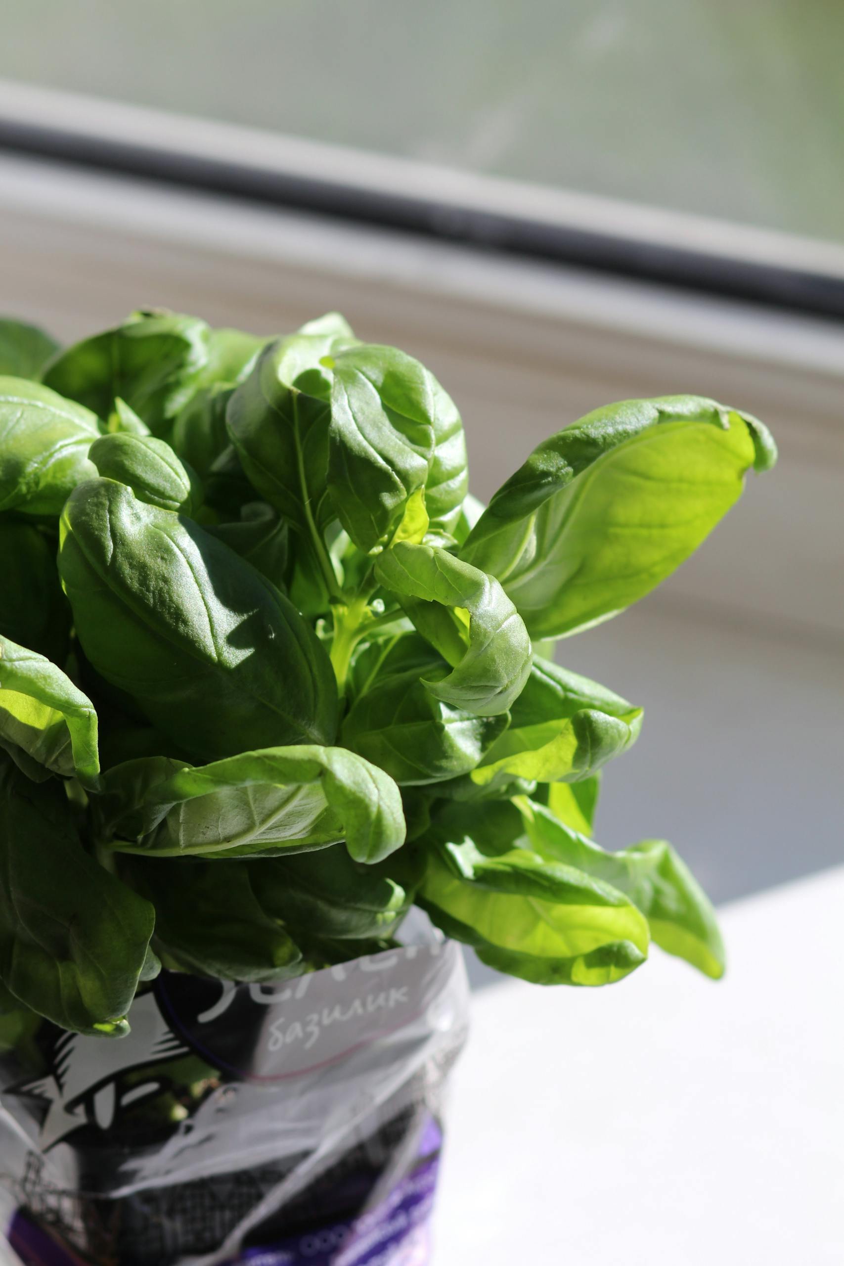 Vibrant basil plant leaves in sunlight on a windowsill, ideal for fresh cooking.