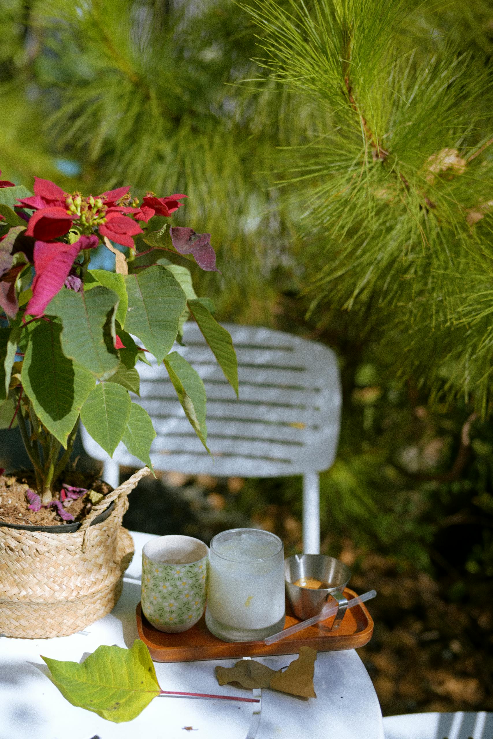 A sunlit outdoor table featuring a red poinsettia and refreshing drinks.