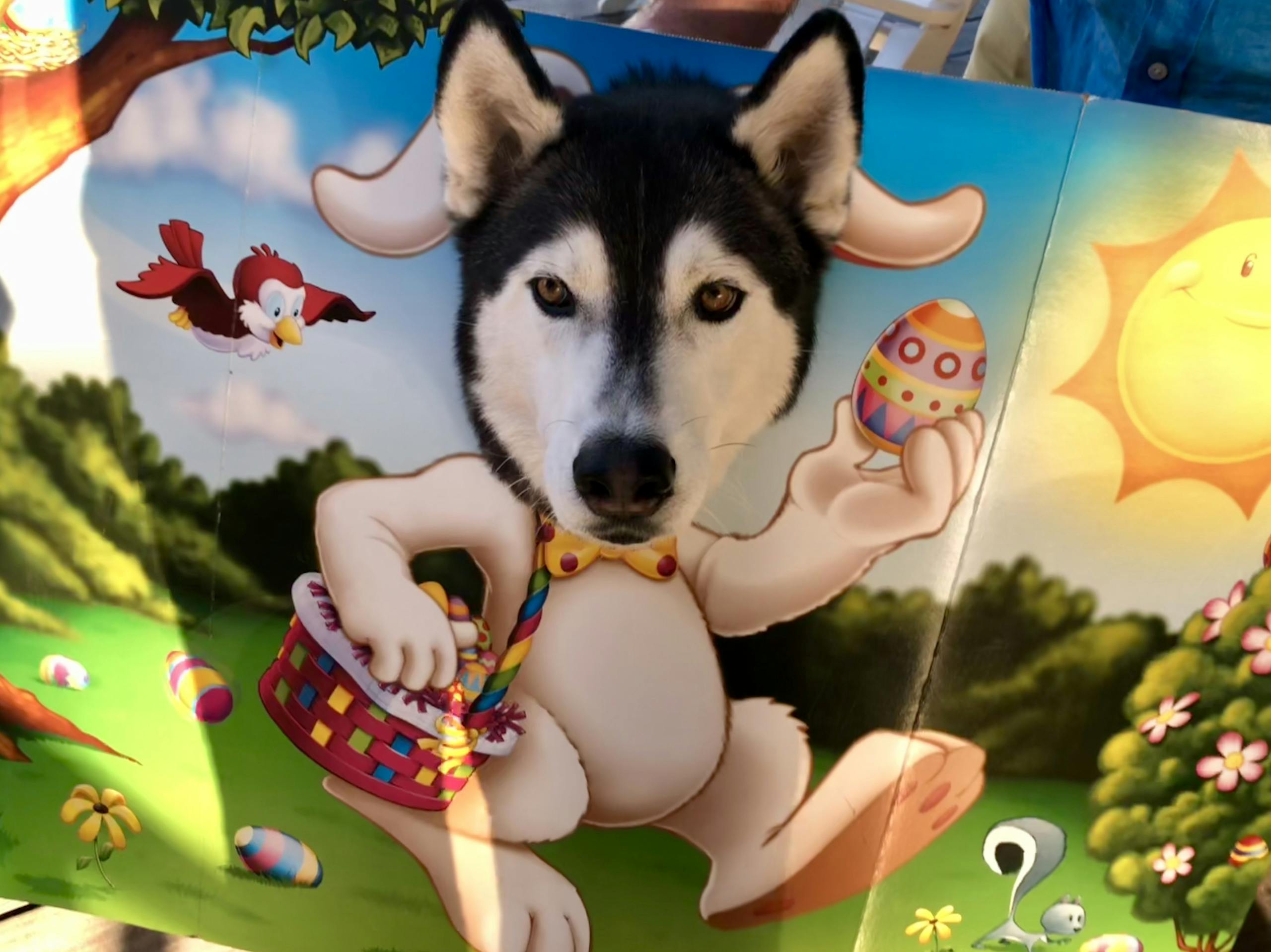 Siberian Husky dressed as an Easter bunny with colourful backdrop and décor.