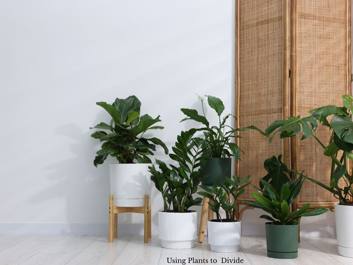 Green plants in pots in a row to act as a room divider