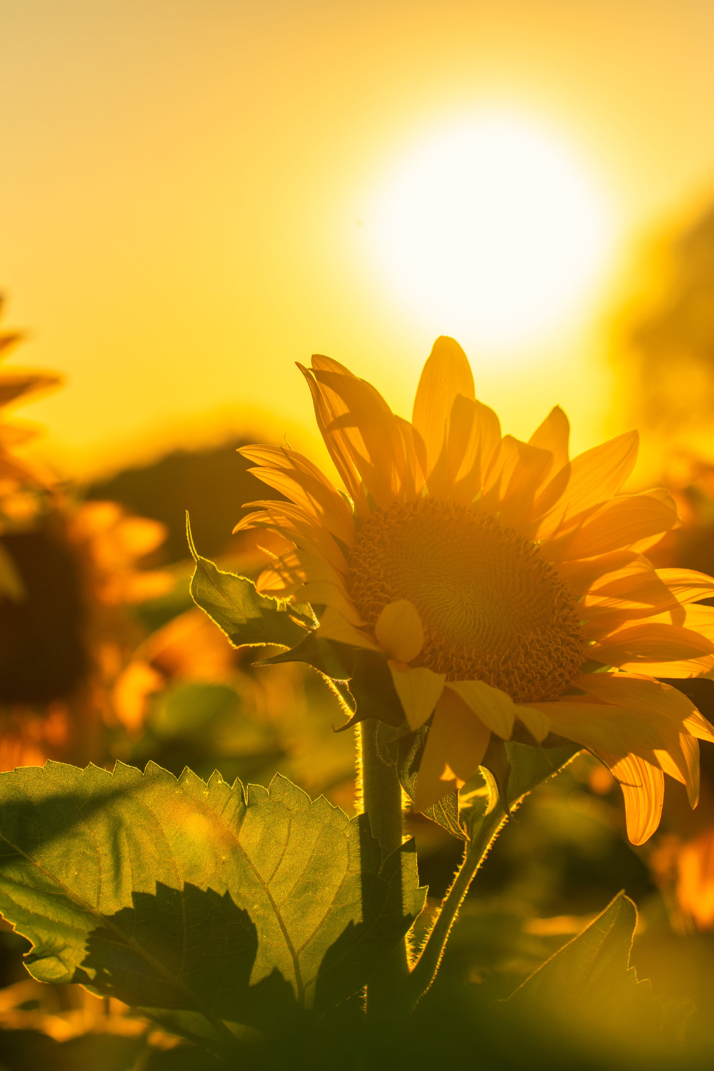Early morning sunrise with golden sunflowers in the fore
