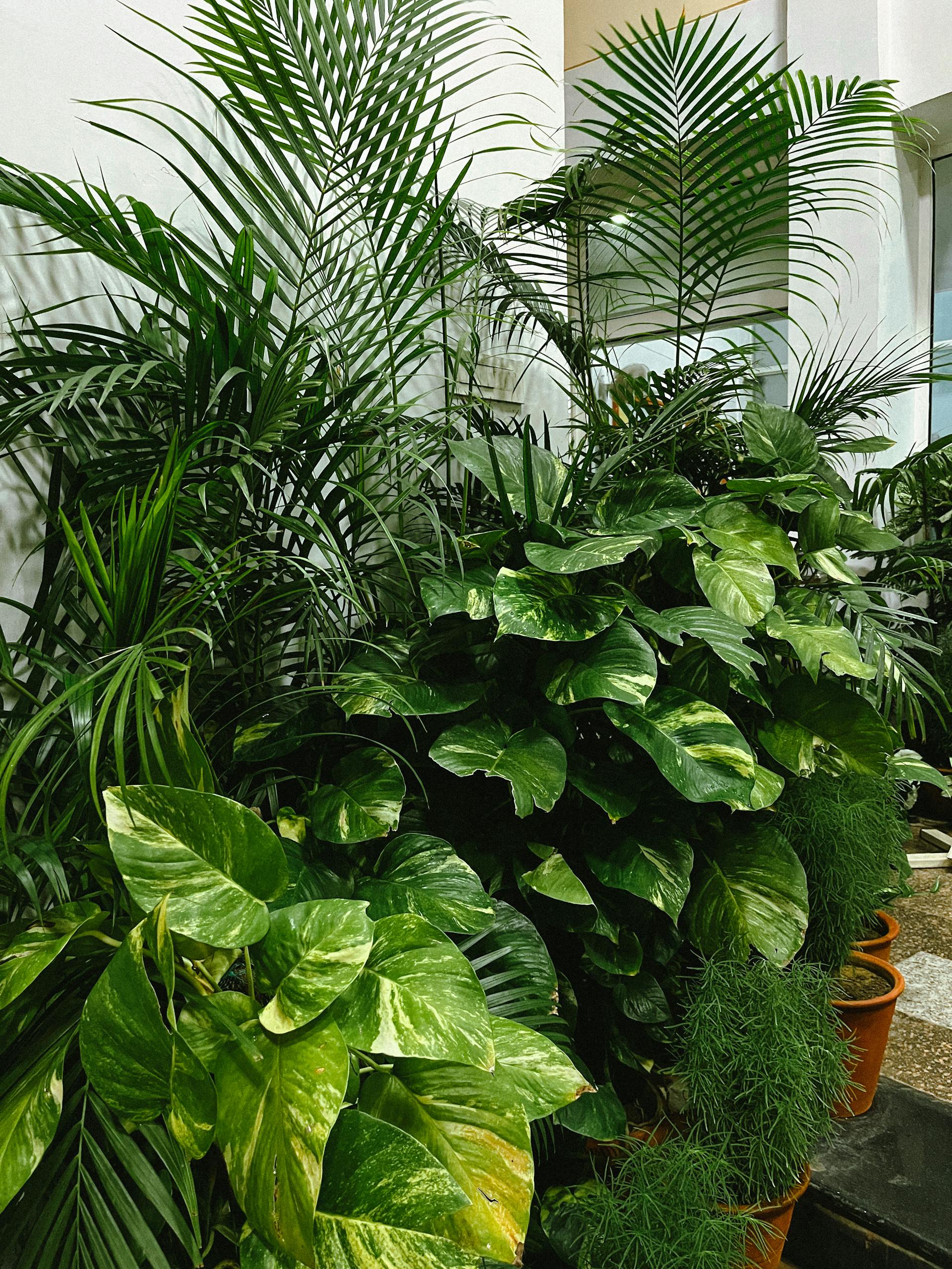 Lush indoor tropical plants creating a green oasis.