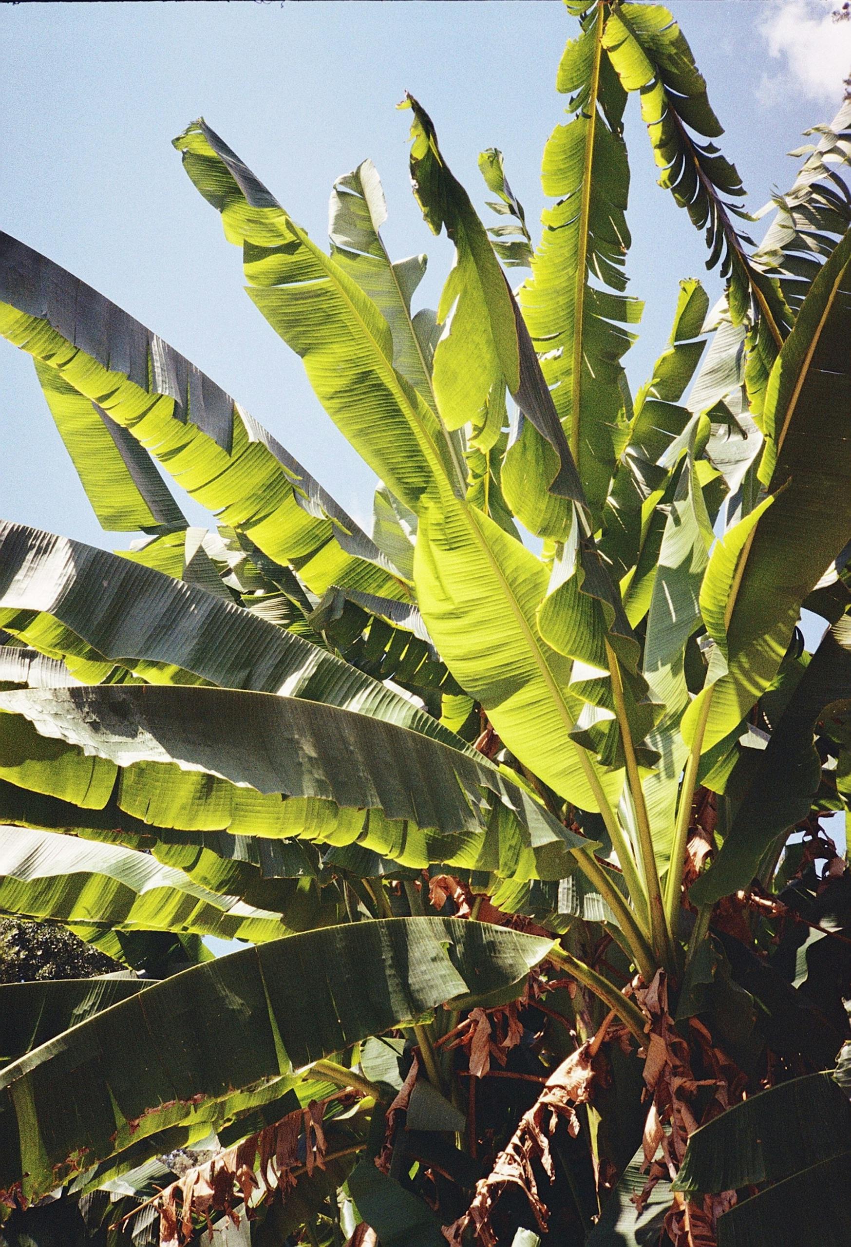 Vibrant banana tree leaves under clear blue sky, showcasing tropical lush foliage.