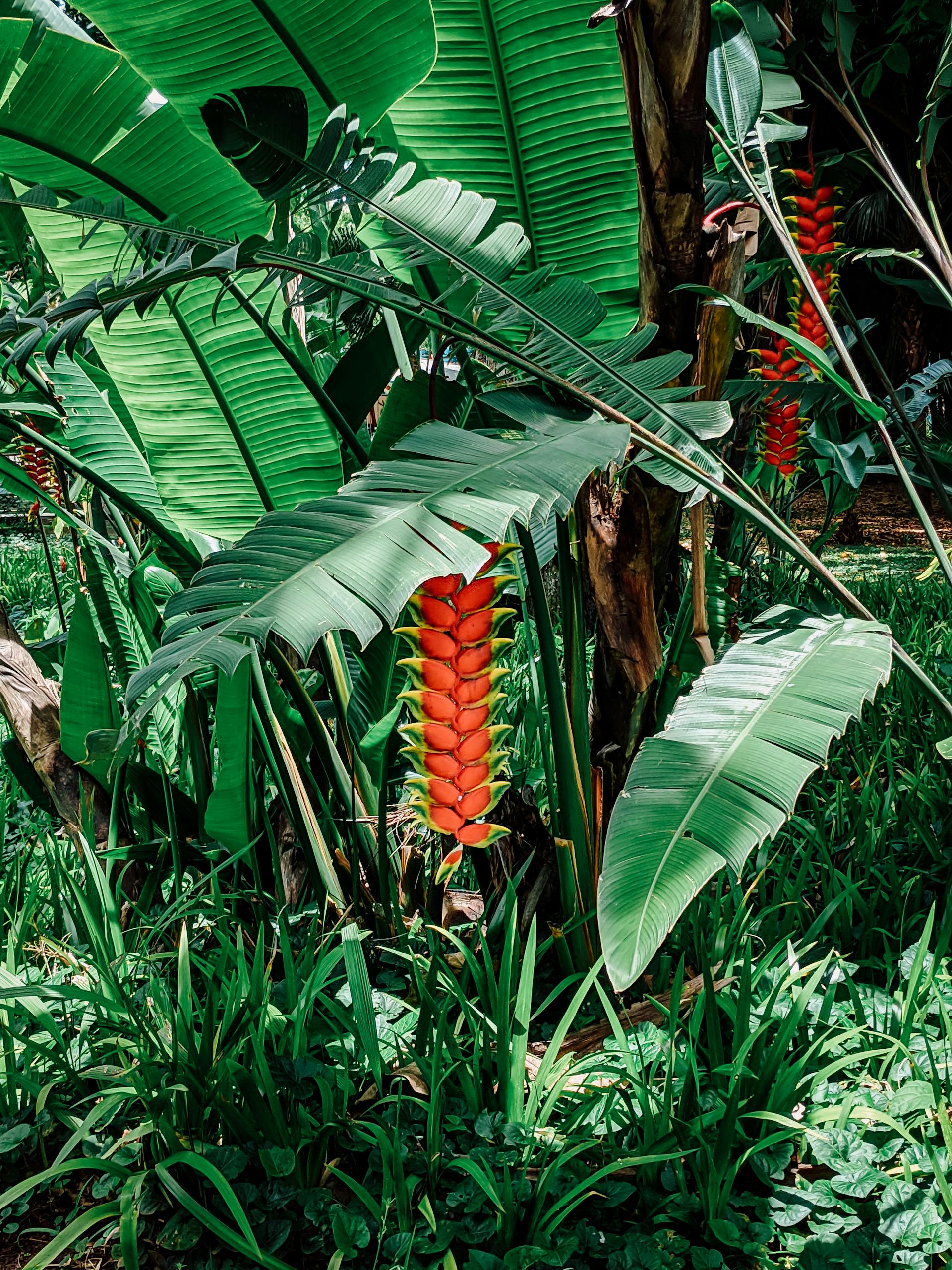 Vibrant Heliconia flowers surrounded by lush banana leaves in a tropical garden.