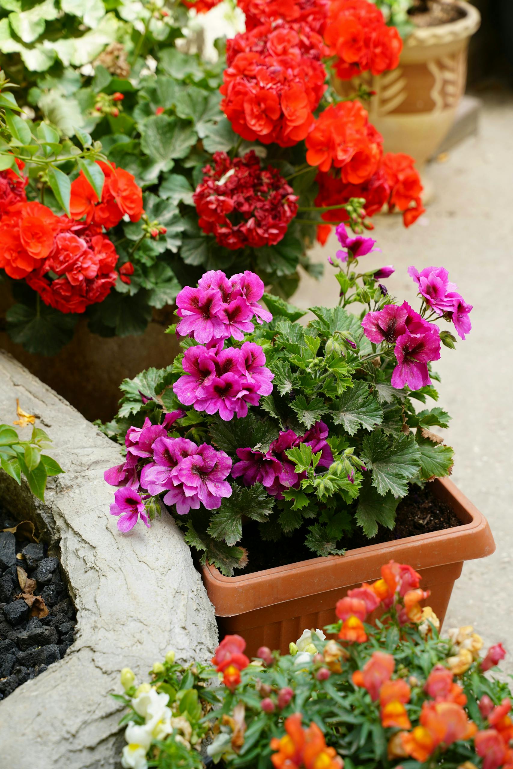 Vibrant potted geraniums and snapdragons in a garden setting.