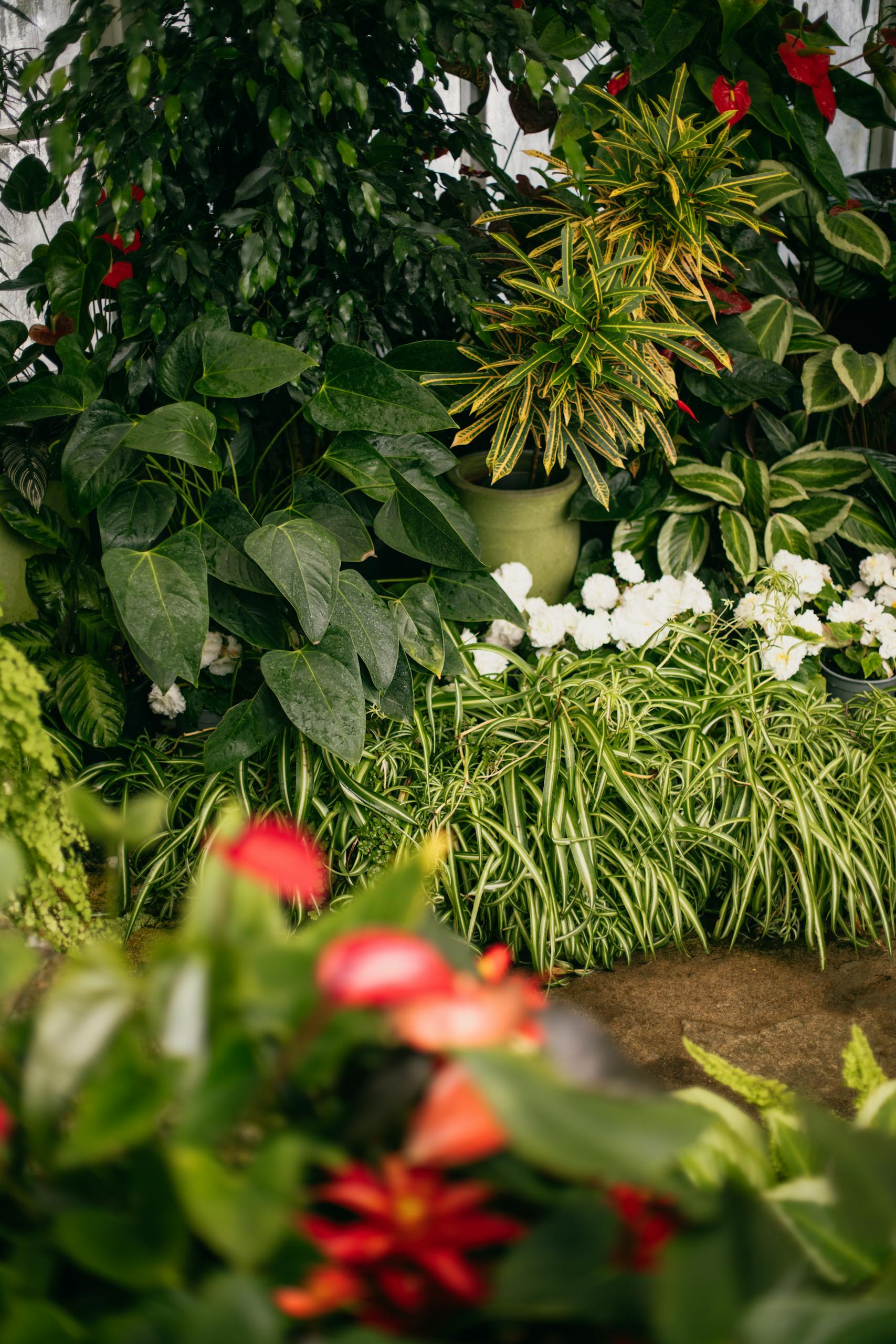 A vibrant indoor garden featuring a variety of lush green plants and colorful flowers, creating an exotic tropical oasis.