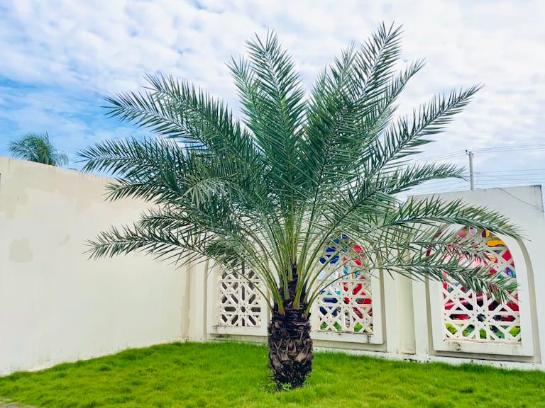 Lush date palm tree stands in a bright, enclosed garden with white wall backdrop.