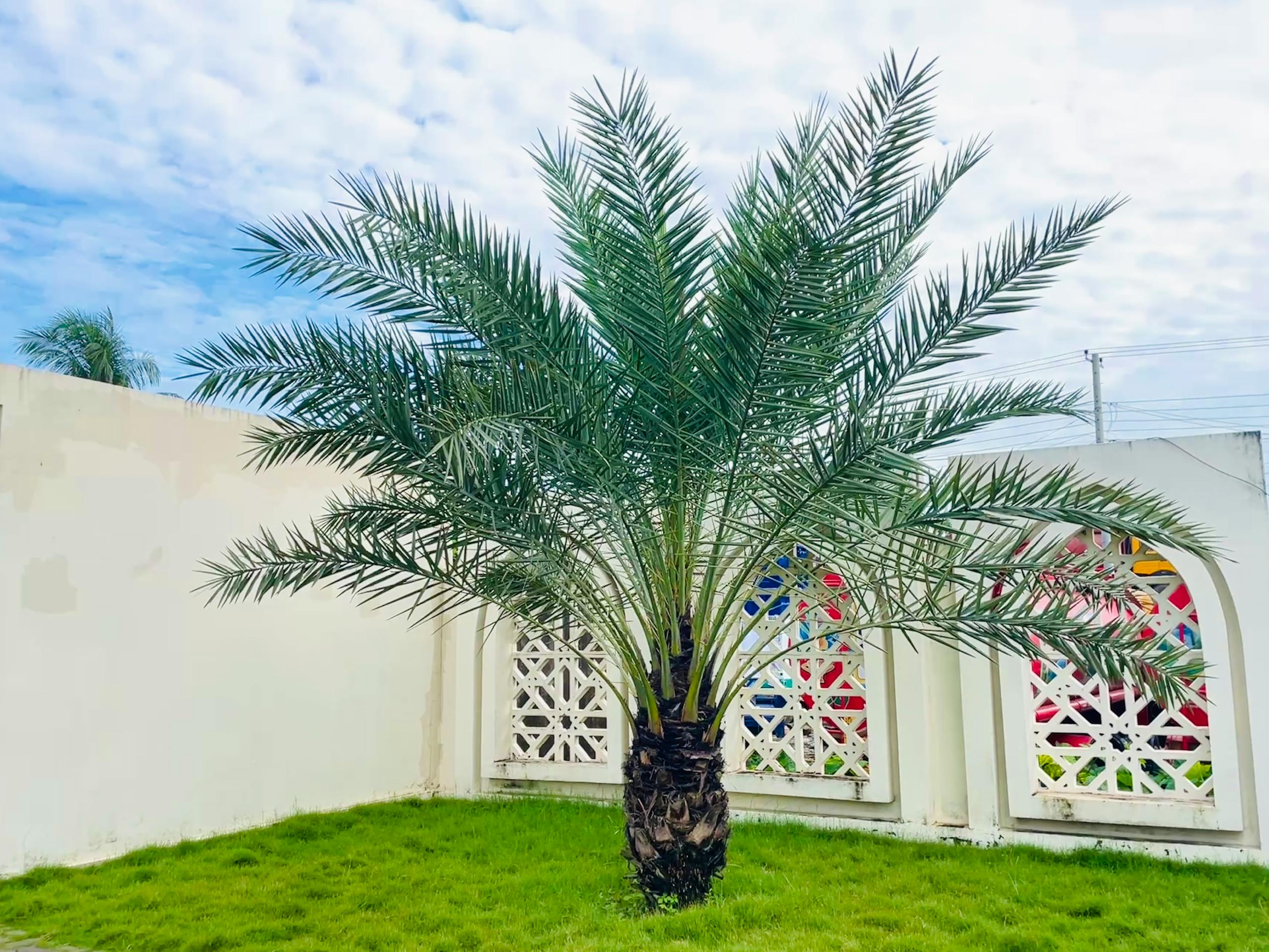 Lush date palm tree stands in a bright, enclosed garden with white wall backdrop.