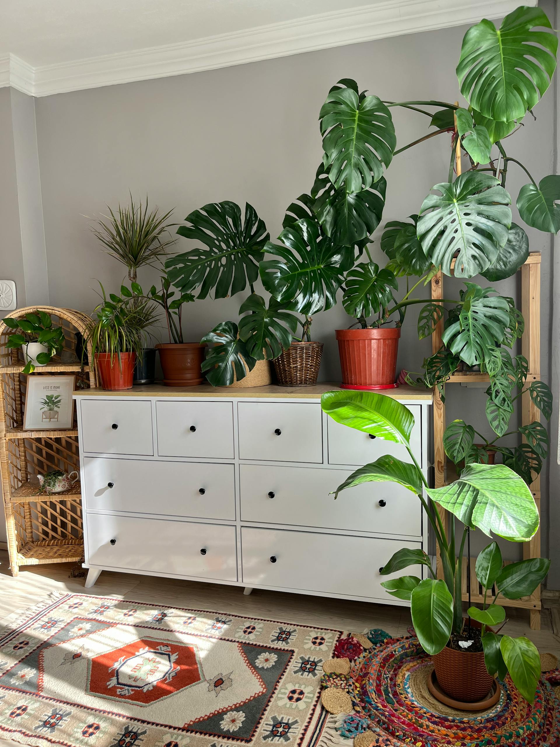Collection of houseplants in terracotta pots on a windowsill in a bright living room — indoor garden staycation ideas at home]