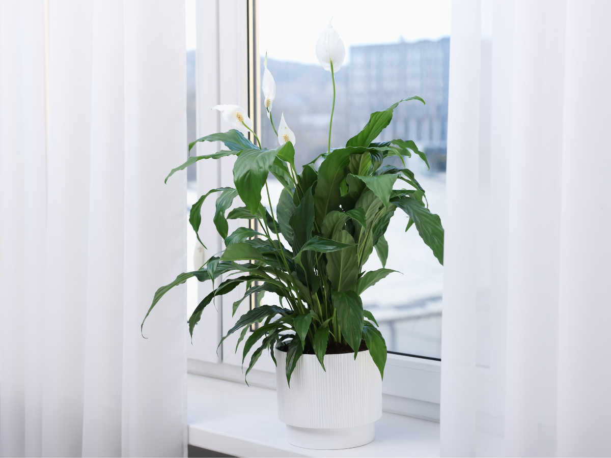 Peace lily on a white widow bottom with airy white curtains behind it  