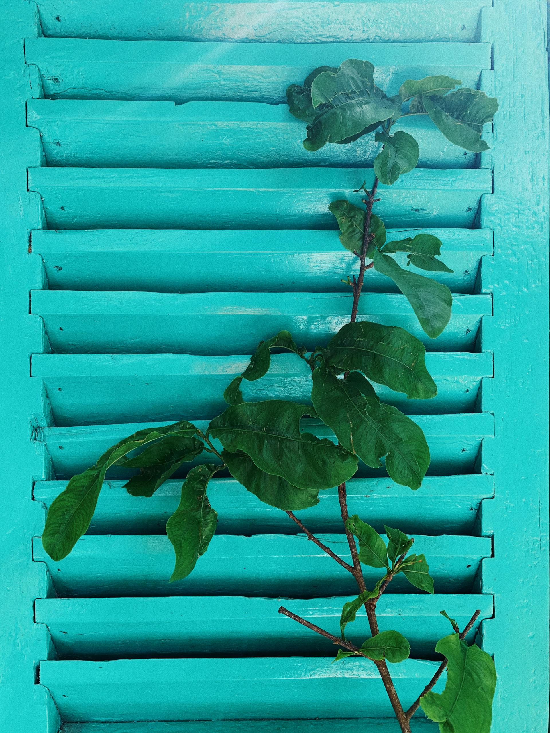 Turquoise louvered window with lush green leaves intertwining, creating a vibrant contrast.