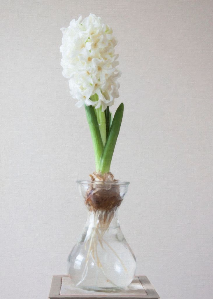 A delicate white hyacinth in a clear vase on a minimalist background.