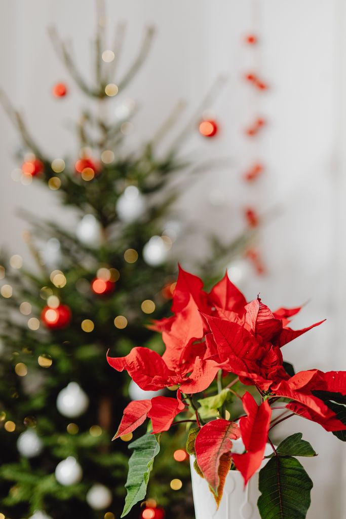 Close-up of red poinsettias with blurred Christmas tree in the background.
