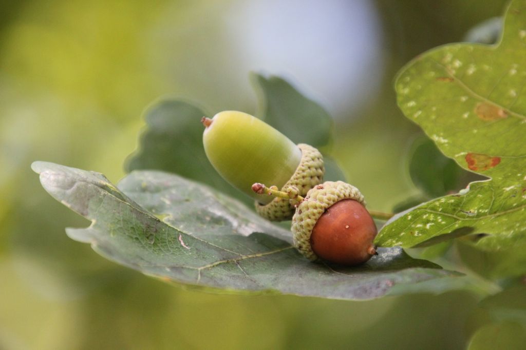 Detailed close-up of green and brown oak acorns resting on a leaf, showcasing natural growth.