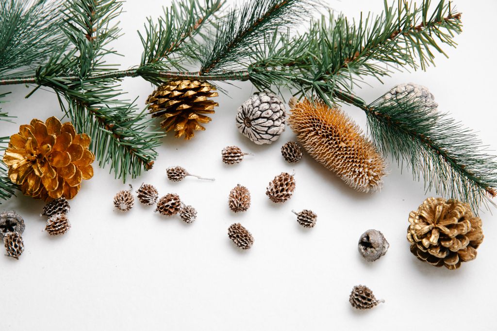 From above of natural coniferous tree branch with thin needles near assorted dry cones and screw shaped plants